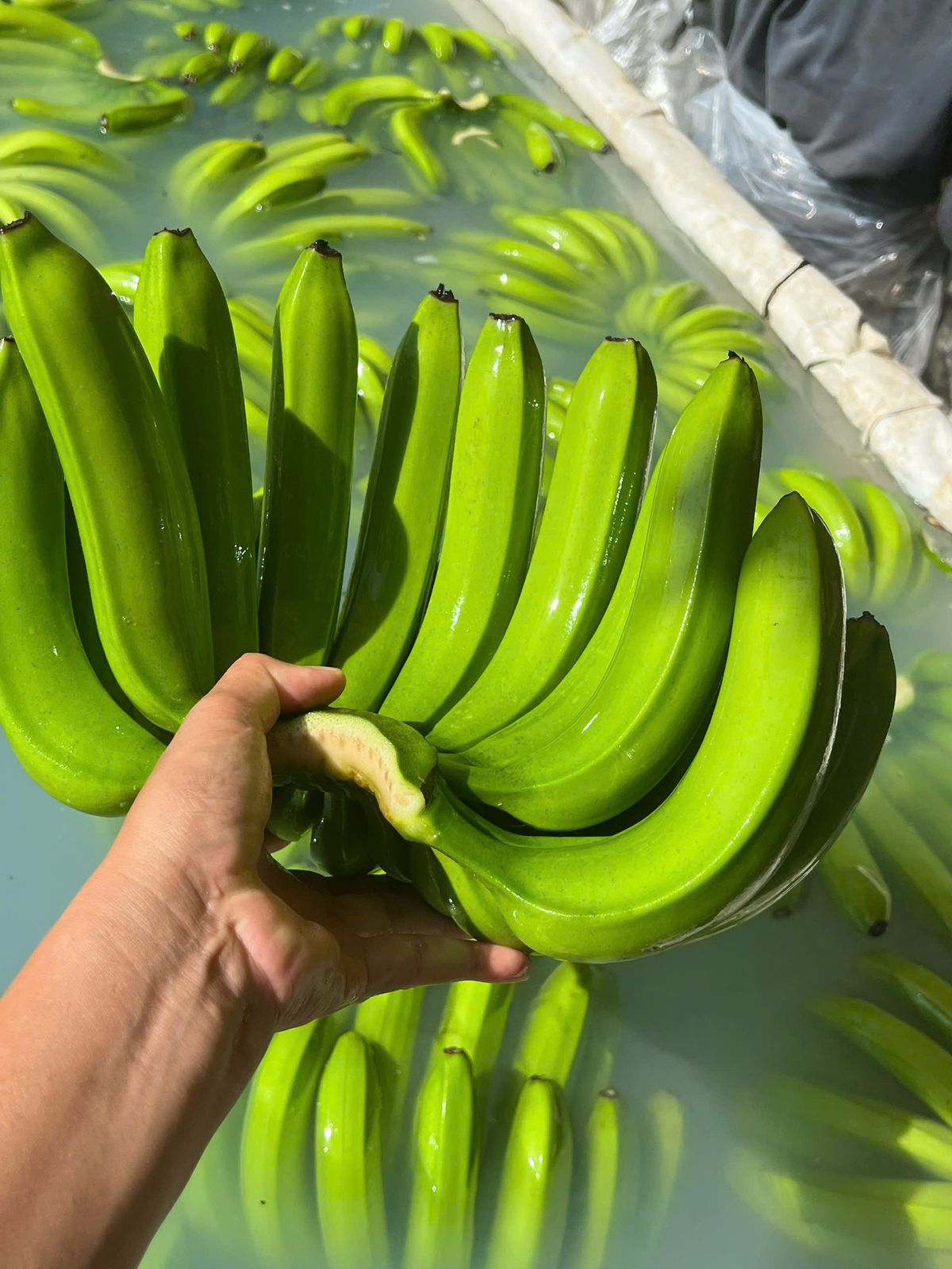Cavendish Banana